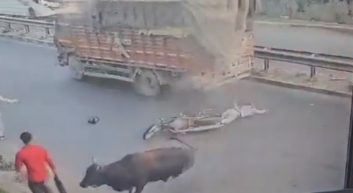 Another Example Of Animals Hating Humans