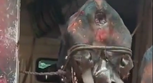 A Cow You Dont See Every Day