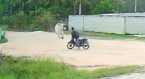 Biker Has Painful Encounter With A Bull