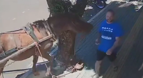 That's One Pissed Off Donkey
